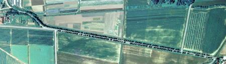 2006_Lipov drevored Pivola_M 2000_vir PISO